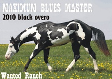 Maximum Blues Master Wanted Ranch