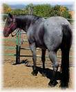 blue roan