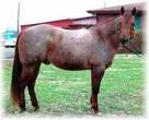 red roan