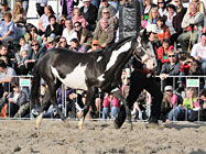 Mezinárodní výstava koní Kůň 2010 v Lysé nad Labem